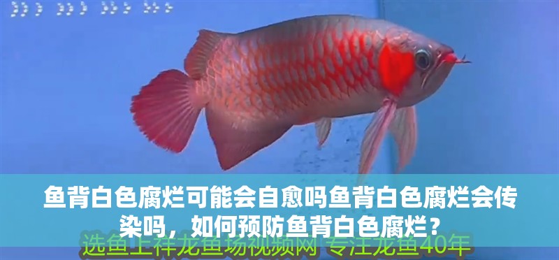魚背白色腐爛可能會自愈嗎魚背白色腐爛會傳染嗎，如何預防魚背白色腐爛？ 魚背白色腐爛可能會自愈嗎魚背白色腐爛會傳染嗎，如何預防魚背白色腐爛？ 龍魚百科
