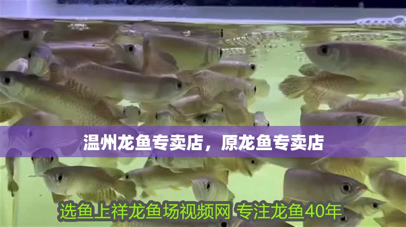 溫州龍魚專賣店，原龍魚專賣店
