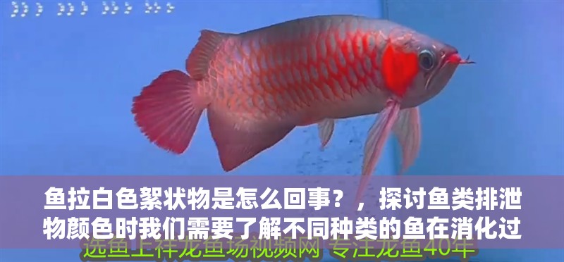 魚拉白色絮狀物是怎么回事？，探討魚類排泄物顏色時我們需要了解不同種類的魚在消化過程中會產生不同的廢物 魚拉白色絮狀物是怎么回事？，探討魚類排泄物顏色時我們需要了解不同種類的魚在消化過程中會產生不同的廢物 龍魚百科 第1張
