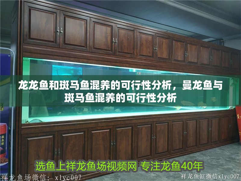 龍龍魚和斑馬魚混養(yǎng)的可行性分析，曼龍魚與斑馬魚混養(yǎng)的可行性分析