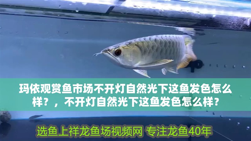 瑪依觀賞魚市場不開燈自然光下這魚發(fā)色怎么樣？，不開燈自然光下這魚發(fā)色怎么樣？
