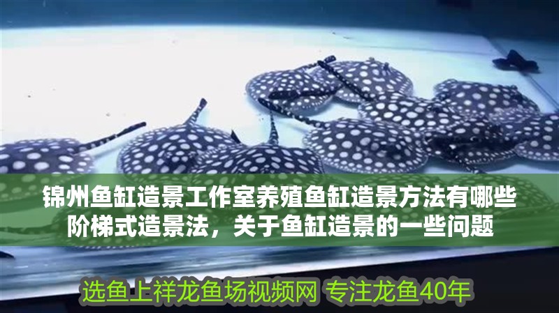 錦州魚缸造景工作室養殖魚缸造景方法有哪些階梯式造景法，關于魚缸造景的一些問題