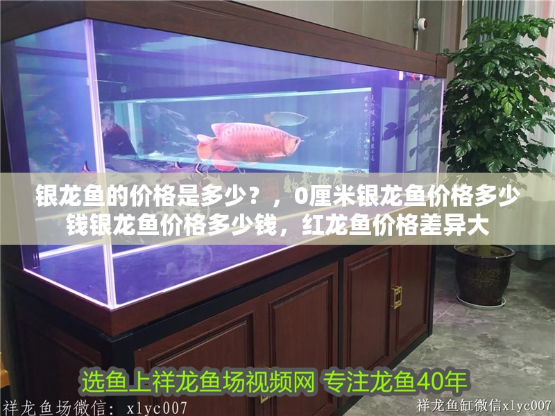 銀龍魚的價格是多少？，0厘米銀龍魚價格多少錢銀龍魚價格多少錢，紅龍魚價格差異大