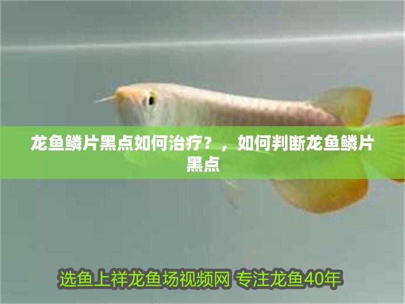 龍魚鱗片黑點如何治療？，如何判斷龍魚鱗片黑點