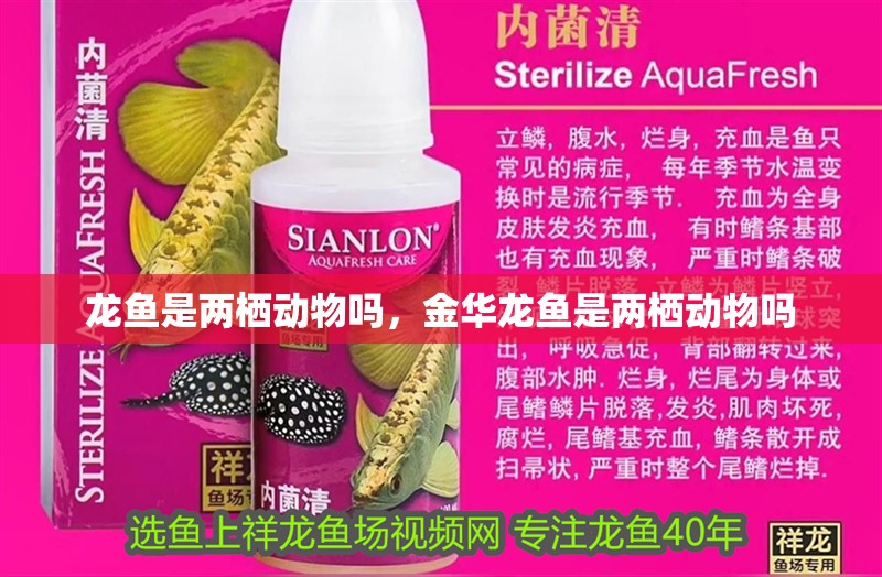 龍魚是兩棲動物嗎，金華龍魚是兩棲動物嗎