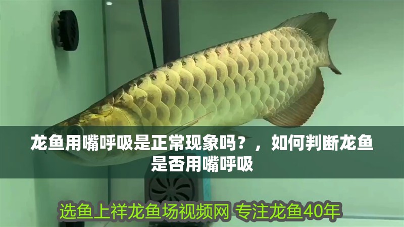 龍魚用嘴呼吸是正常現象嗎？，如何判斷龍魚是否用嘴呼吸