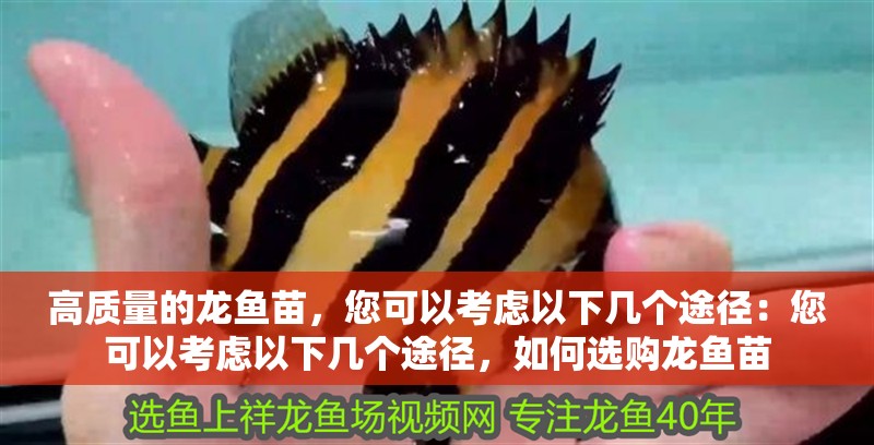 高質量的龍魚苗，您可以考慮以下幾個途徑：您可以考慮以下幾個途徑，如何選購龍魚苗