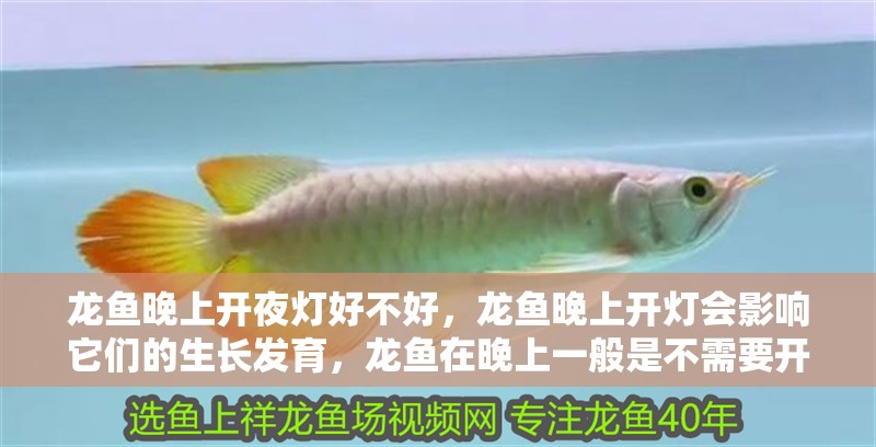 龍魚晚上開夜燈好不好，龍魚晚上開燈會影響它們的生長發(fā)育，龍魚在晚上一般是不需要開燈的