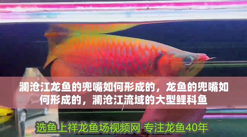 瀾滄江龍魚的兜嘴如何形成的，龍魚的兜嘴如何形成的，瀾滄江流域的大型鯉科魚