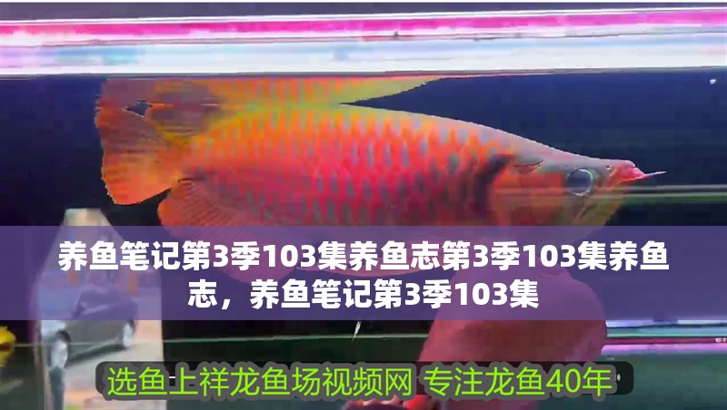養(yǎng)魚筆記第3季103集養(yǎng)魚志第3季103集養(yǎng)魚志，養(yǎng)魚筆記第3季103集