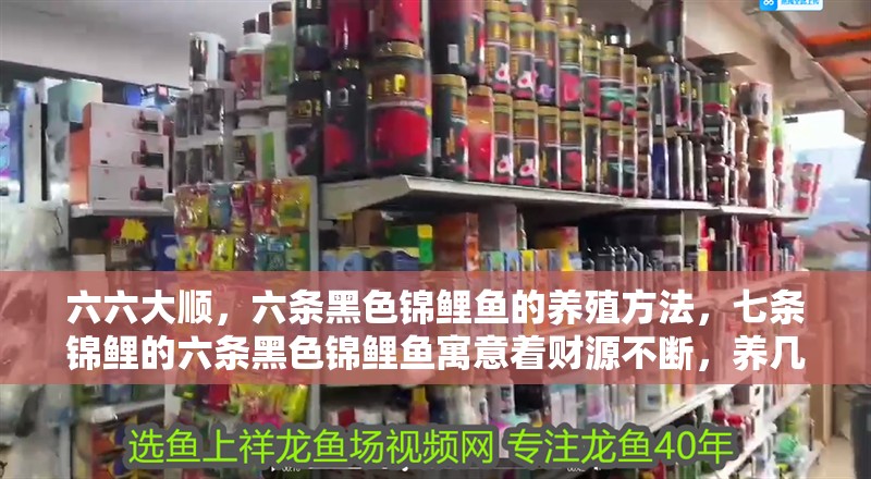 六六大順，六條黑色錦鯉魚的養殖方法，七條錦鯉的六條黑色錦鯉魚寓意著財源不斷，養幾條好 六六大順，六條黑色錦鯉魚的養殖方法，七條錦鯉的六條黑色錦鯉魚寓意著財源不斷，養幾條好 觀賞魚百科 第1張