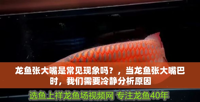 龍魚(yú)張大嘴是常見(jiàn)現(xiàn)象嗎？，當(dāng)龍魚(yú)張大嘴巴時(shí)，我們需要冷靜分析原因