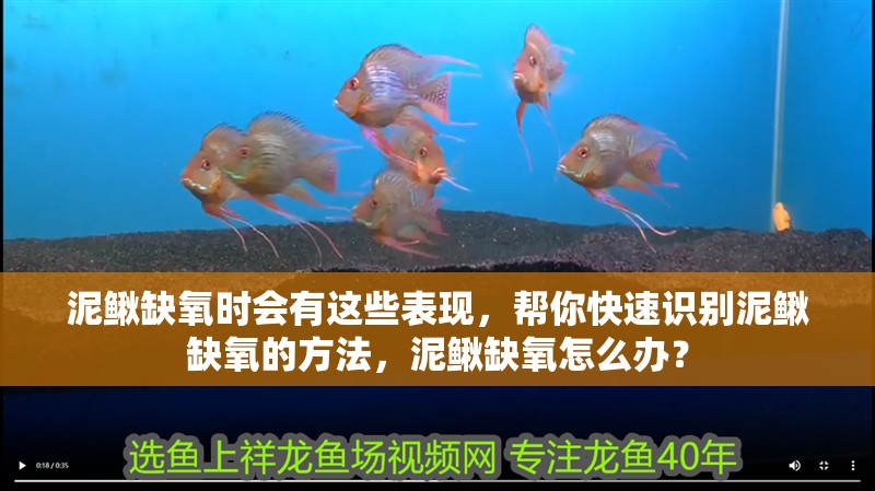 泥鰍缺氧時會有這些表現，幫你快速識別泥鰍缺氧的方法，泥鰍缺氧怎么辦？ 泥鰍缺氧時會有這些表現，幫你快速識別泥鰍缺氧的方法，泥鰍缺氧怎么辦？ 龍魚百科 第2張
