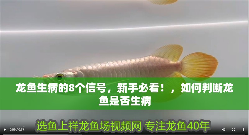 龍魚生病的8個信號，新手必看！，如何判斷龍魚是否生病