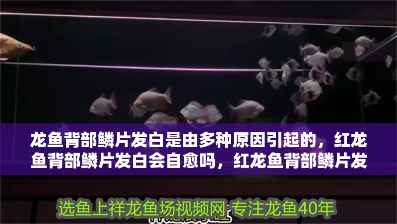 龍魚背部鱗片發白是由多種原因引起的，紅龍魚背部鱗片發白會自愈嗎，紅龍魚背部鱗片發白怎么辦？