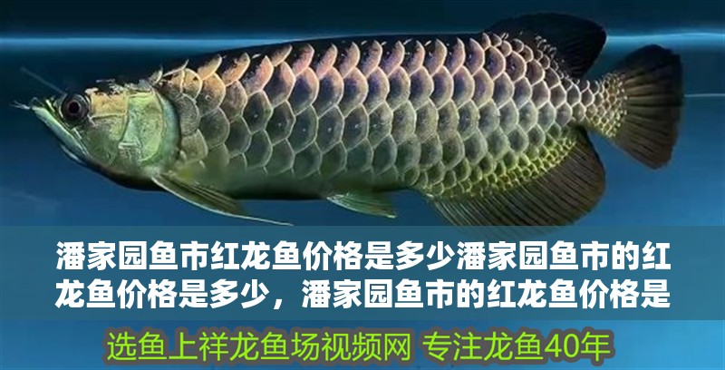 潘家園魚市紅龍魚價格是多少潘家園魚市的紅龍魚價格是多少，潘家園魚市的紅龍魚價格是多少潘家園魚市的紅龍魚價格是多少