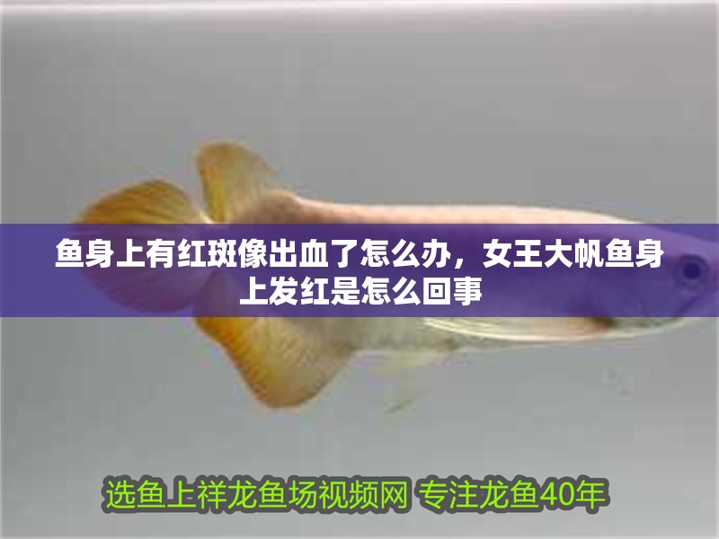 魚身上有紅斑像出血了怎么辦，女王大帆魚身上發紅是怎么回事