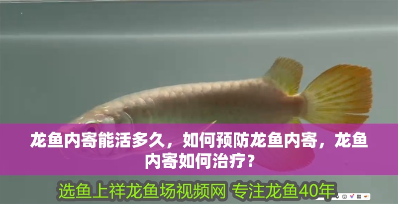 龍魚內寄能活多久，如何預防龍魚內寄，龍魚內寄如何治療？