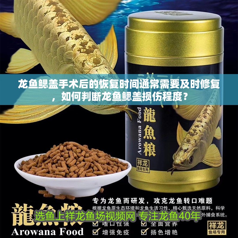 龍魚鰓蓋手術后的恢復時間通常需要及時修復，如何判斷龍魚鰓蓋損傷程度？