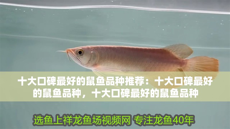 十大口碑最好的鼠魚品種推薦：十大口碑最好的鼠魚品種，十大口碑最好的鼠魚品種 十大口碑最好的鼠魚品種推薦：十大口碑最好的鼠魚品種，十大口碑最好的鼠魚品種 觀賞魚百科 第10張