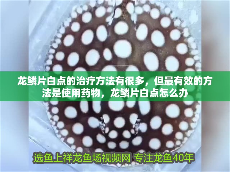 龍鱗片白點(diǎn)的治療方法有很多，但最有效的方法是使用藥物，龍鱗片白點(diǎn)怎么辦