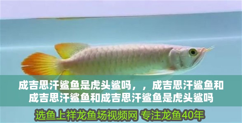 成吉思汗鯊魚是虎頭鯊嗎，，成吉思汗鯊魚和成吉思汗鯊魚和成吉思汗鯊魚是虎頭鯊嗎