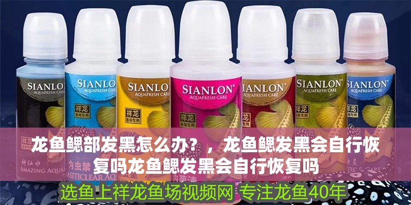 龍魚鰓部發(fā)黑怎么辦？，龍魚鰓發(fā)黑會自行恢復(fù)嗎龍魚鰓發(fā)黑會自行恢復(fù)嗎