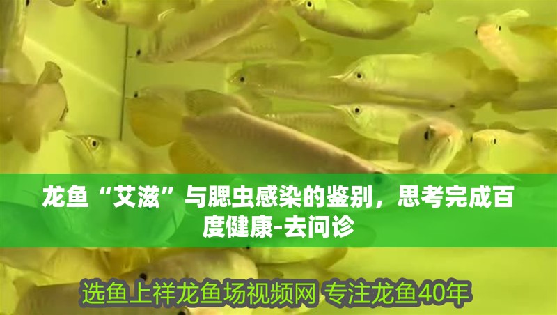 龍魚“艾滋”與腮蟲感染的鑒別，思考完成百度健康-去問診