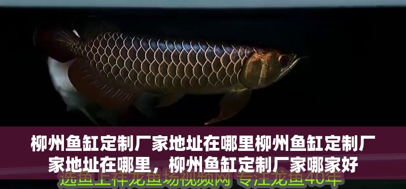 柳州魚缸定制廠家地址在哪里柳州魚缸定制廠家地址在哪里，柳州魚缸定制廠家哪家好