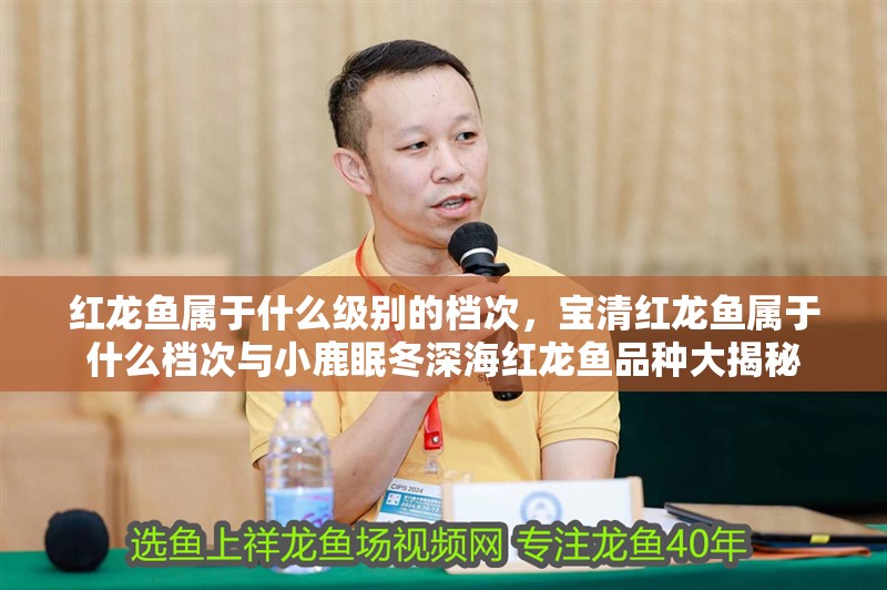 紅龍魚屬于什么級別的檔次，寶清紅龍魚屬于什么檔次與小鹿眠冬深海紅龍魚品種大揭秘