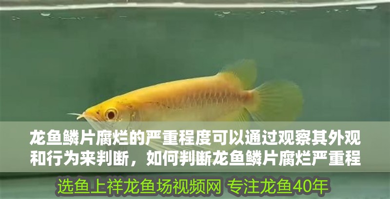 龍魚鱗片腐爛的嚴重程度可以通過觀察其外觀和行為來判斷，如何判斷龍魚鱗片腐爛嚴重程度