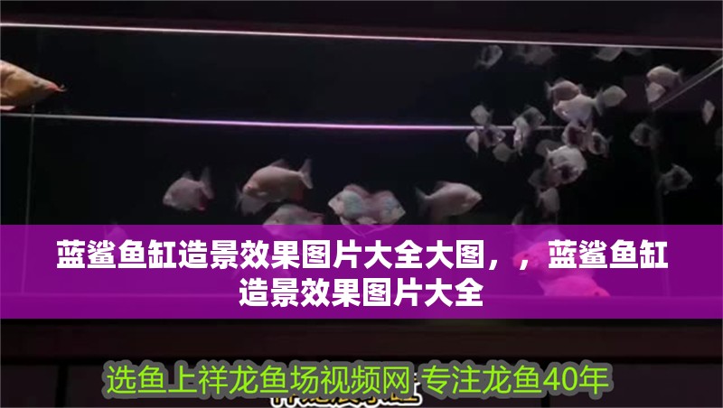 藍鯊魚缸造景效果圖片大全大圖，，藍鯊魚缸造景效果圖片大全