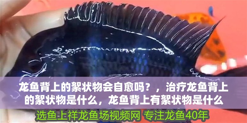 龍魚背上的絮狀物會自愈嗎？，治療龍魚背上的絮狀物是什么，龍魚背上有絮狀物是什么