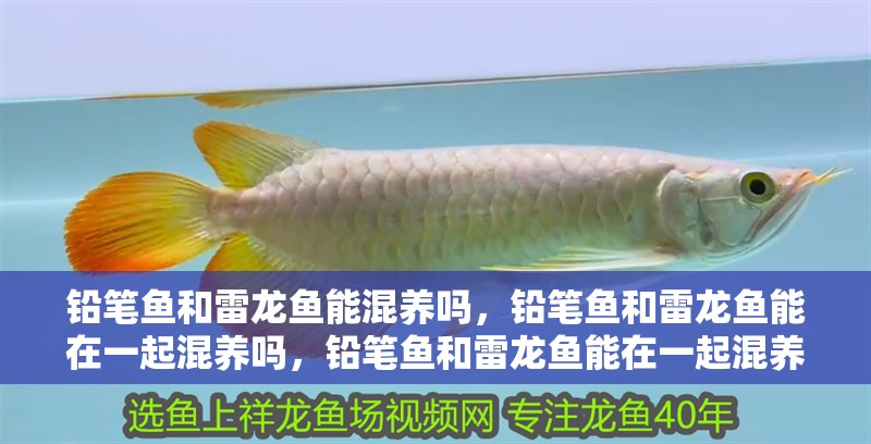 鉛筆魚和雷龍魚能混養嗎，鉛筆魚和雷龍魚能在一起混養嗎，鉛筆魚和雷龍魚能在一起混養嗎 鉛筆魚和雷龍魚能混養嗎，鉛筆魚和雷龍魚能在一起混養嗎，鉛筆魚和雷龍魚能在一起混養嗎 觀賞魚百科
