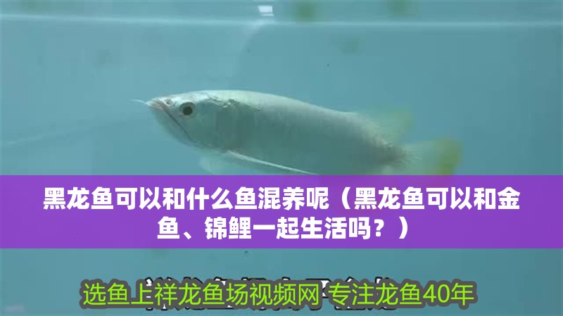 黑龍魚可以和什么魚混養呢（黑龍魚可以和金魚、錦鯉一起生活嗎？）