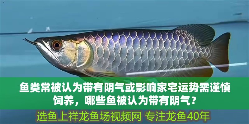 魚類常被認為帶有陰氣或影響家宅運勢需謹慎飼養，哪些魚被認為帶有陰氣？