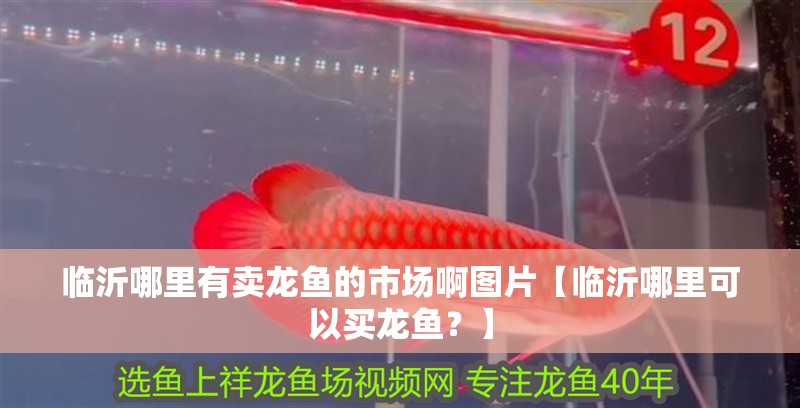 臨沂哪里有賣龍魚的市場啊圖片【臨沂哪里可以買龍魚？】