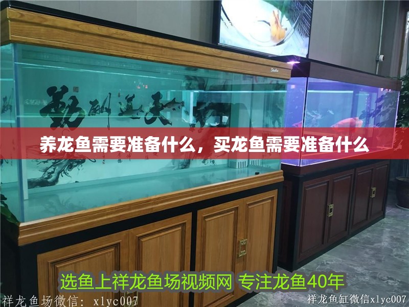 養龍魚需要準備什么，買龍魚需要準備什么