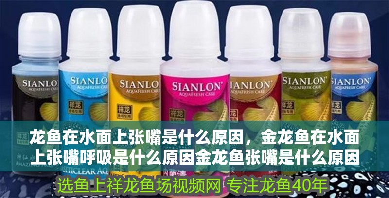龍魚在水面上張嘴是什么原因，金龍魚在水面上張嘴呼吸是什么原因金龍魚張嘴是什么原因
