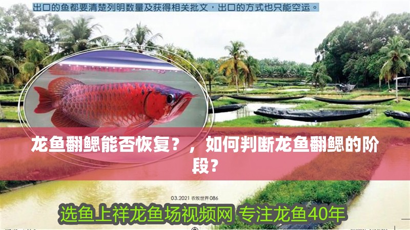 龍魚翻鰓能否恢復(fù)？，如何判斷龍魚翻鰓的階段？