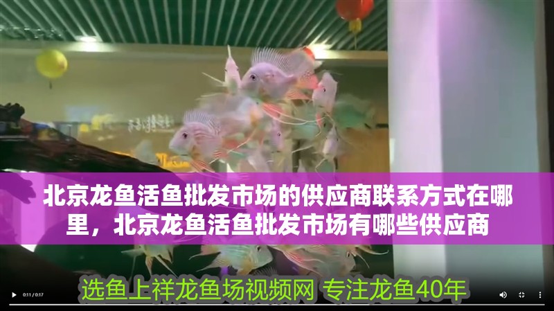 北京龍魚活魚批發市場的供應商聯系方式在哪里，北京龍魚活魚批發市場有哪些供應商