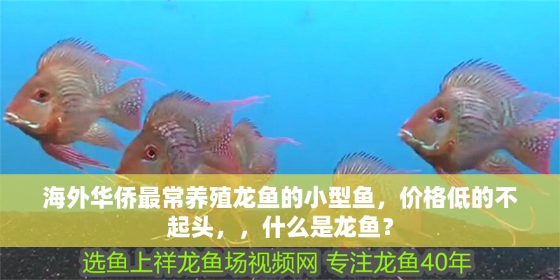 海外華僑最常養殖龍魚的小型魚，價格低的不起頭，，什么是龍魚？