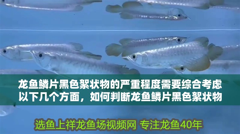 龍魚鱗片黑色絮狀物的嚴重程度需要綜合考慮以下幾個方面，如何判斷龍魚鱗片黑色絮狀物嚴重程度