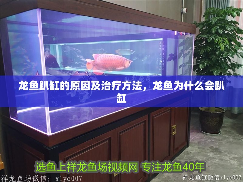 龍魚趴缸的原因及治療方法，龍魚為什么會趴缸