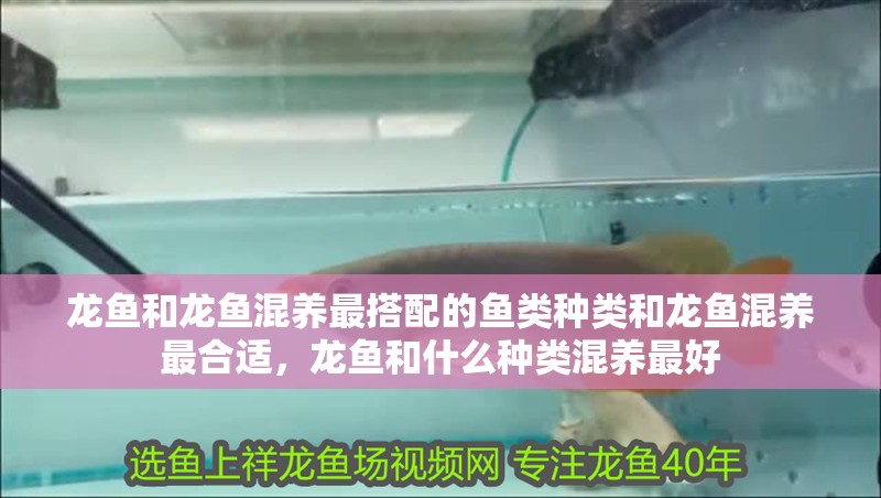 龍魚和龍魚混養最搭配的魚類種類和龍魚混養最合適，龍魚和什么種類混養最好