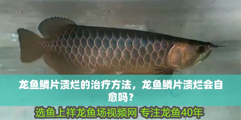 龍魚鱗片潰爛的治療方法，龍魚鱗片潰爛會自愈嗎？
