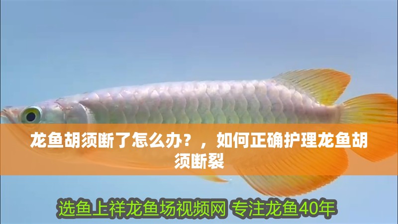 龍魚胡須斷了怎么辦？，如何正確護理龍魚胡須斷裂