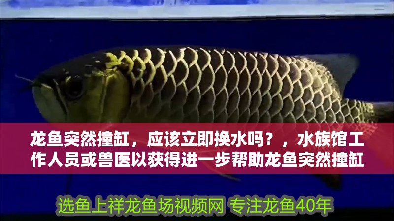 龍魚突然撞缸，應該立即換水嗎？，水族館工作人員或獸醫以獲得進一步幫助龍魚突然撞缸