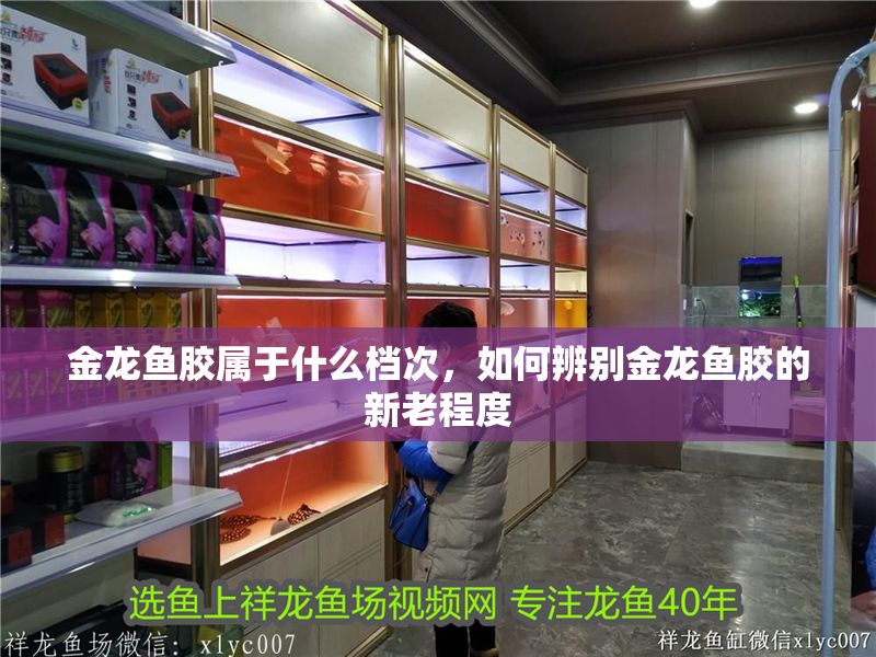 金龍魚膠屬于什么檔次，如何辨別金龍魚膠的新老程度