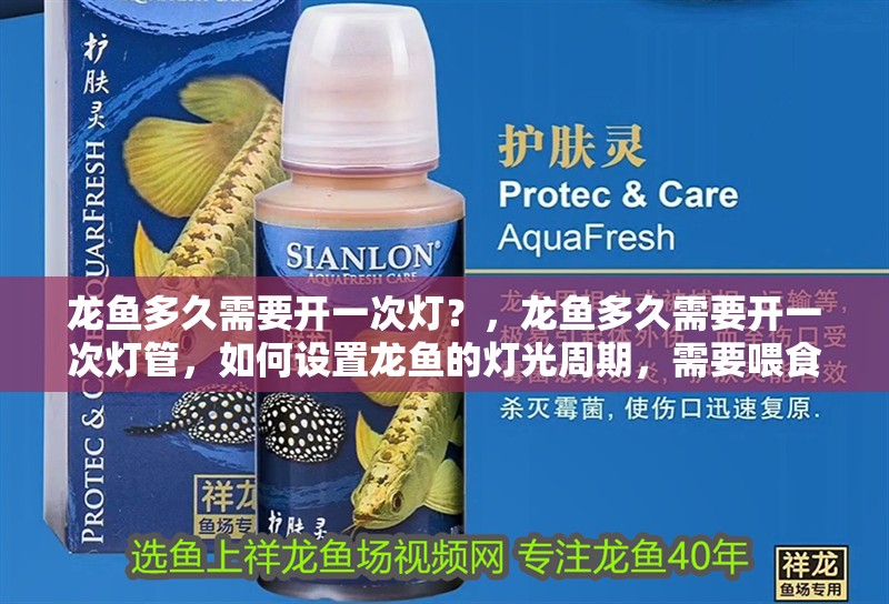 龍魚多久需要開一次燈？，龍魚多久需要開一次燈管，如何設置龍魚的燈光周期，需要喂食嗎